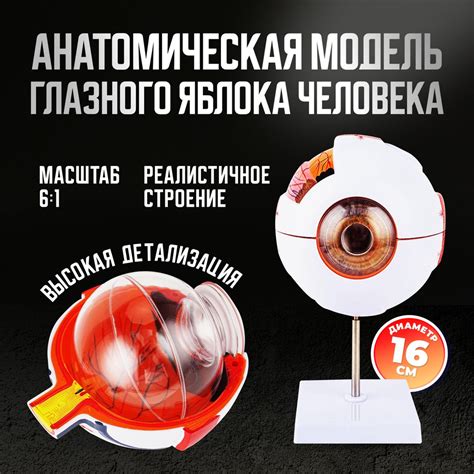 Разборная анатомическая модель глазного яблока человека / Учебный макет ...