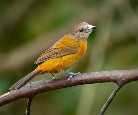 Scarlet Rumped Tanager Owen Deutsch Photography