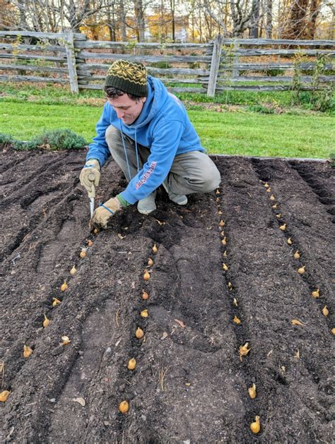 Planting Spring-Blooming Dutch Iris Bulbs - The Martha Stewart Blog