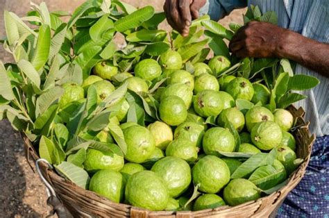 High Yield Hybrid Guava Varieties in India: State Wise Cultivars