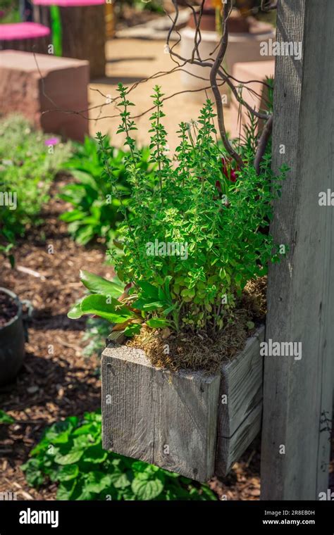 Oregano In Wooden Pot In A Herb Garden Stock Photo Alamy