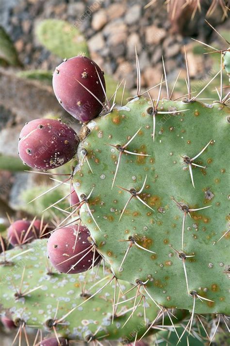 Mojave Prickly Pear Opuntia Mojavensis Stock Image C0336500