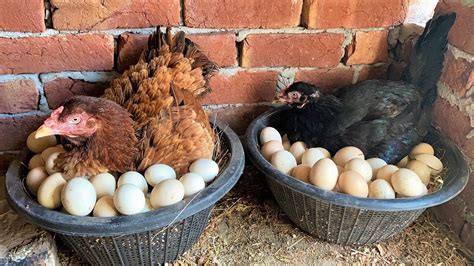 Two Aseel Hens Hatching Too Many Eggs To Chicks In Baskets Amazing