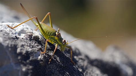 Fondos de pantalla naturaleza fotografía fauna silvestre