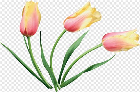 Tulip Flower Material Tulips Plant Stem Tulips Flower Png Pngwing