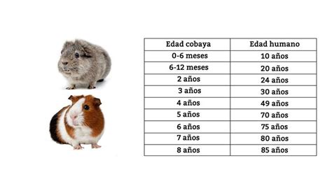 As Debes Calcular La Edad De Un Perro En A Os Humanos Cobayas