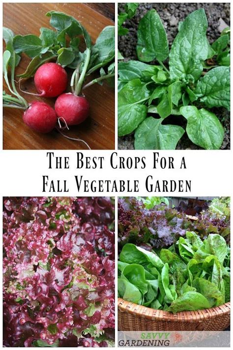 Plant A Fall Vegetable Garden For An Extended Harvest Fall Garden