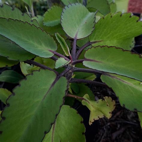 Kalanchoe Pinnata Leaf Of Life Fresh Leaves For Planting Etsy