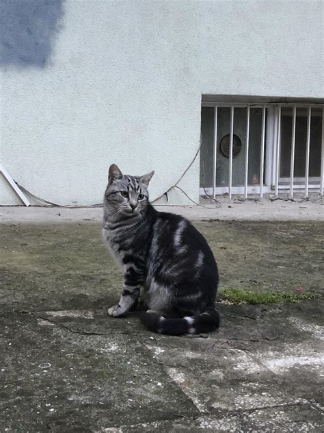 Just A Random Stray Cat In Istanbul Rcats