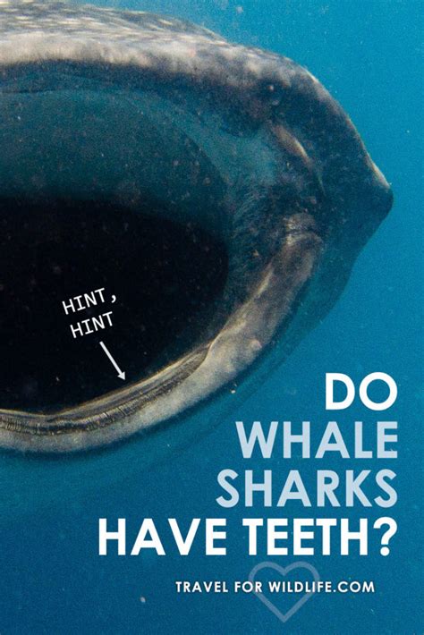 Do Whale Sharks Have Teeth? - Travel For Wildlife