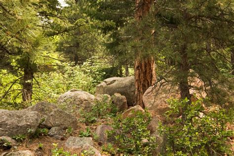 Montana State Tree Ponderosa Pine Pocket Montana