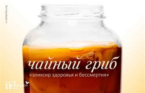 Чайный гриб. Полезные свойства. Как ухаживать и употреблять чайный гриб ...