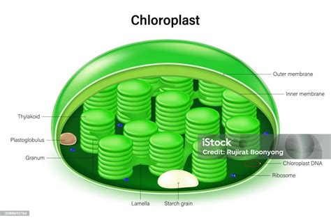 Vetores de Vetor Da Estrutura Dos Cloroplastos Infográficos Anatomia Da ...