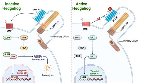 Role Of Sonic Hedgehog Pathway In The Progression Of Basal Cell