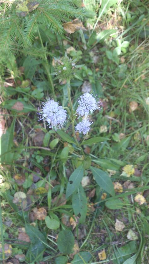Сивец луговой (Succisa pratensis), многолетнее травянистое растение ...