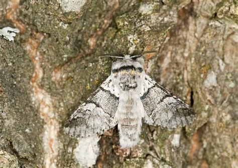 Black and White Moth: What Kind Is It? - A-Z Animals