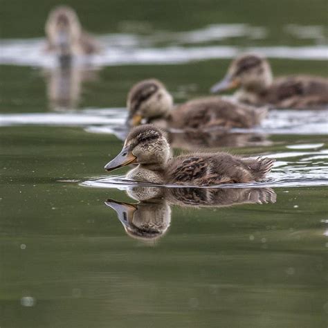 Some Maturing Ducklings At Add A Little Aw Factor Into The Evening