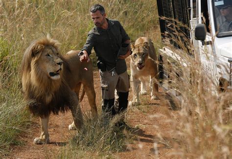 wild animal kills lion 7