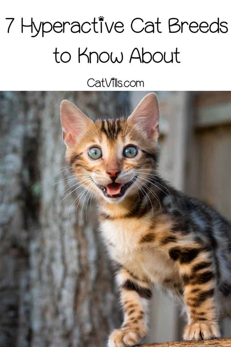 7 Hyperactive Cat Breeds With Pictures And Videos