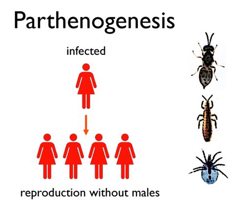 Werrenlab Wolbachiabiology