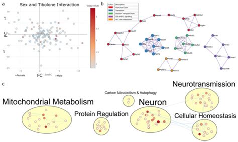 Ijms Free Full Text Respirasome Proteins Are Regulated By Sex