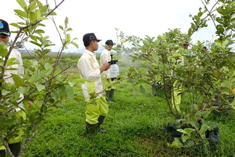 Agribisnis Tanaman Pangan Dan Hortikultura Smk Muhammadiyah Mertoyudan