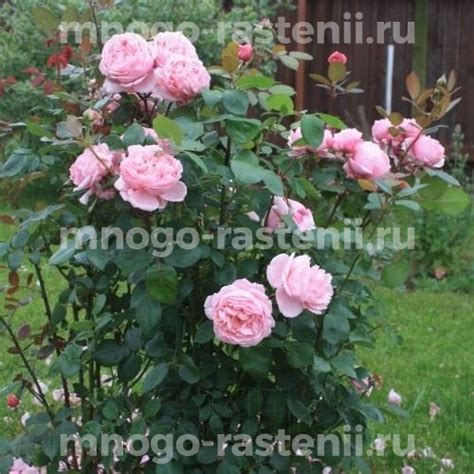 Саженцы Роза Бразе Кадфаэль (Rosa Brother Cadfael) купить по цене 2400 ...