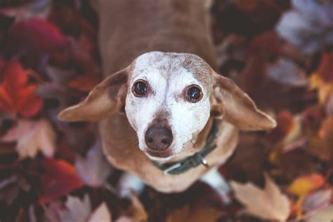 Il mio cane anziano inizia a fare cose strane può essere demenza