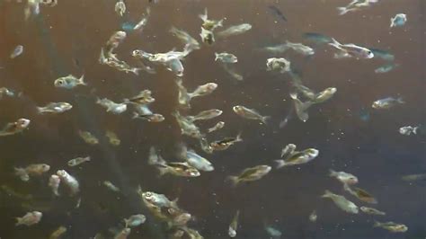 Koi Fry 2 Months Youtube