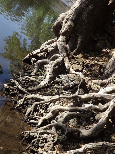 A Fine Tangle Of Roots Tangled Roots