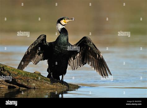 Rio Carbo Hi Res Stock Photography And Images Alamy