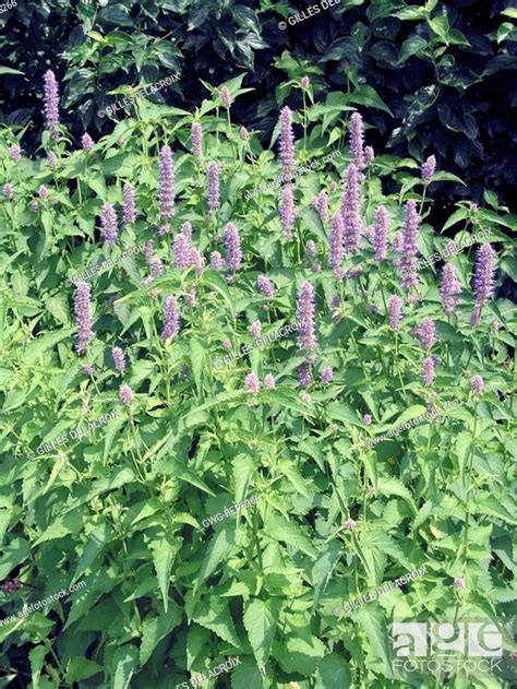 Agastache Foeniculum Licorice Blue Stock Photo Picture And Rights