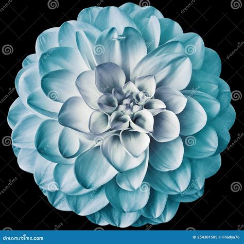 Light Blue Dahlia Flower on Black Isolated Background with Clipping