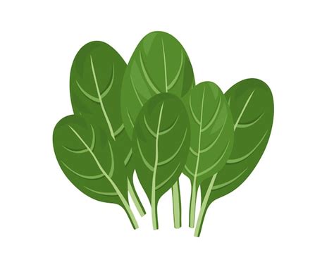 Premium Vector Spinach Isolated On White Background Hand Drawn Flat