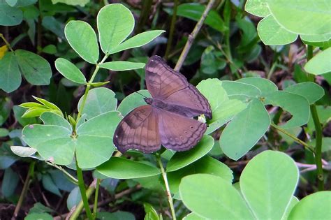 Free Images Nature Leaf Flower Green Insect Botany Butterfly