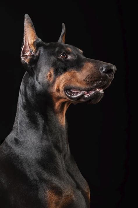 Are Dobermans Used As Police Dogs