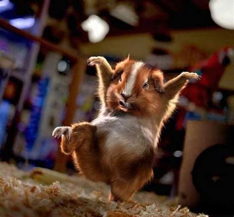 26 Hilarious Karate Animal Moves