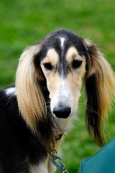 Saluki dog stock photo. Image of pedigree, background - 26807130