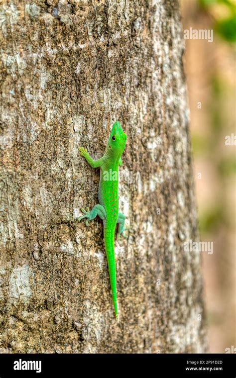 Kochs Giant Day Gecko Phelsuma Kochi Endemic Species Of Gecko A