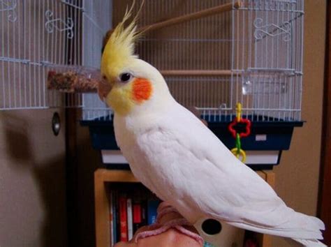 Cockatiel Names – The 300 Most Popular Names for Cockatiels | PetPress