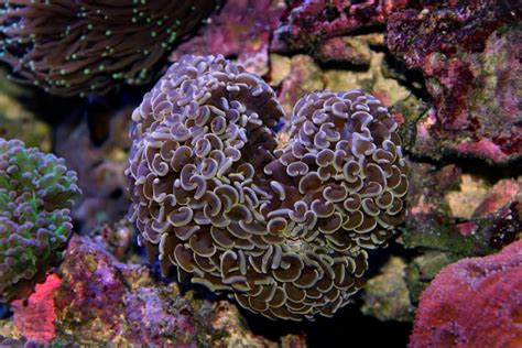 The Hammer Coral Guide For Beginners and Experts – Aquarium Genius