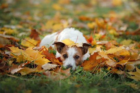 Funny Dog in the Park in the Fall. Pet in Nature. Jack Russell Terrier ...