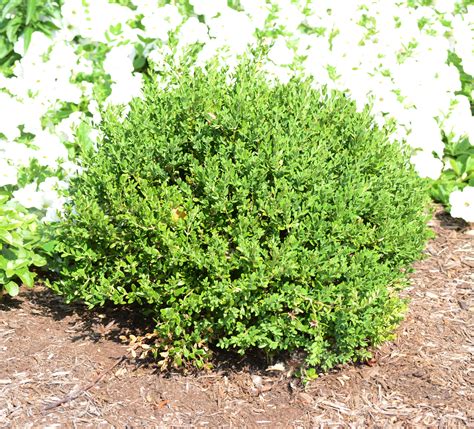 Buxus Sinica Var Insularis ‘wintergreen Purdue Arboretum Explorer