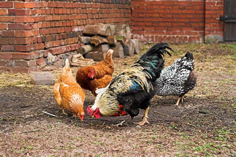 How Much Oyster Shells For Chickens At Diane Emily Blog