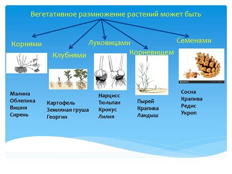 Размножение растений - презентация онлайн
