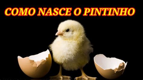 NASCIMENTO DOS PINTINHOS COMO NASCEM OS PINTINHOS YouTube