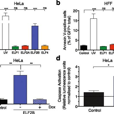 Elf B Overexpression Minimally Disrupts Cell Cycle Progression A