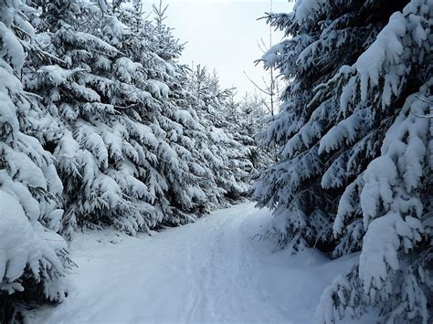 Noch Viel Schnee Auf Den B Umen Fotos Hikr Org