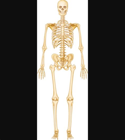 skeletal system labeling Diagram | Quizlet