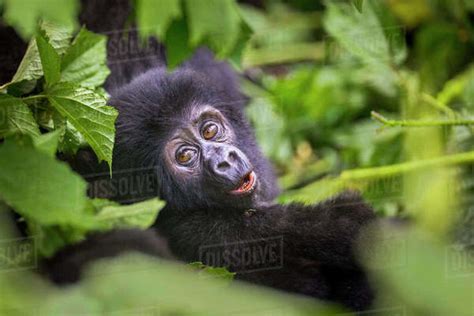 Mountain Gorilla Gorilla Beringei Beringei Baby Peering Through A